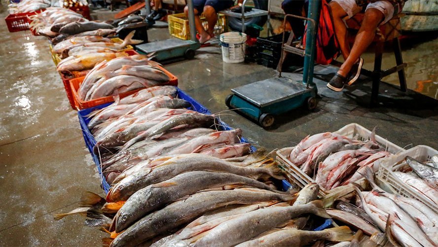 Pescado no Pará será vendido mais barato na Semana Santa