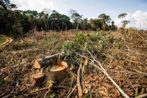 Sistema de monitoramento registra mais de 4 mil alertas de desmatamento no Brasil