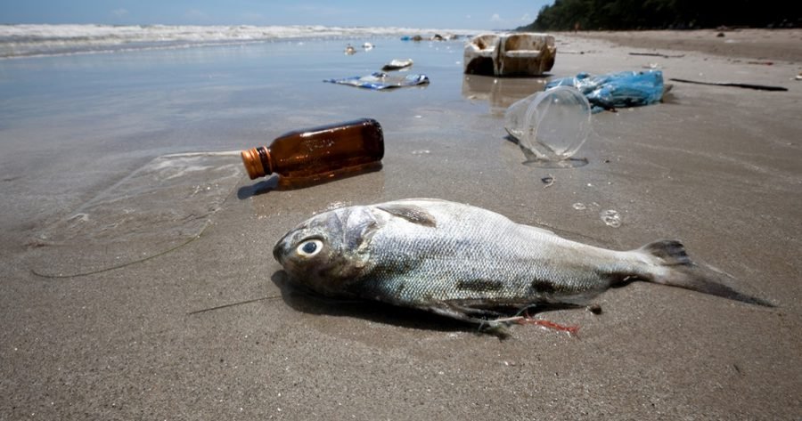 Pesquisa mostra acúmulo de microplástico em peixes do Pará