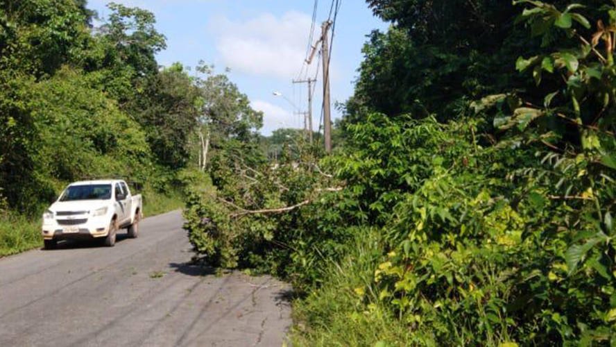 Queda de árvore deixa 20 bairros em Belém sem água neste sábado