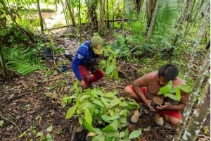 Indígenas de várias aldeias em Parauapebas recebem auxílio com 14 mil mudas frutíferas