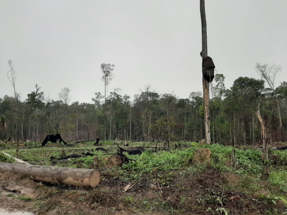 Área de desmatamento ilegal em Ulianópolis é encontrada pela Polícia Civil