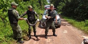 Batalhão de Polícia Ambiental do Pará já resgatou mais de 500 animais neste ano