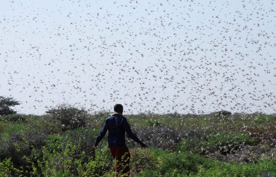 Nuvem de gafanhotos ameaça chegar ao Brasil novamente