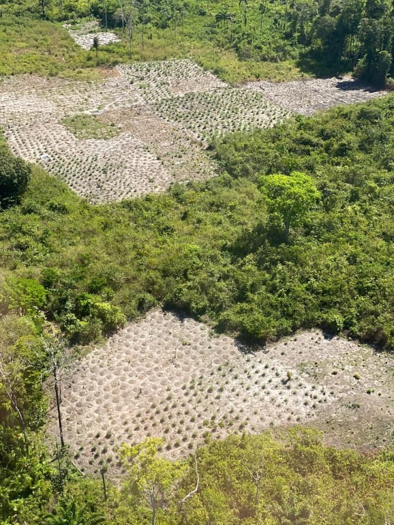 460 mil pés de maconha são apreendidos em operação da PF no nordeste do Pará