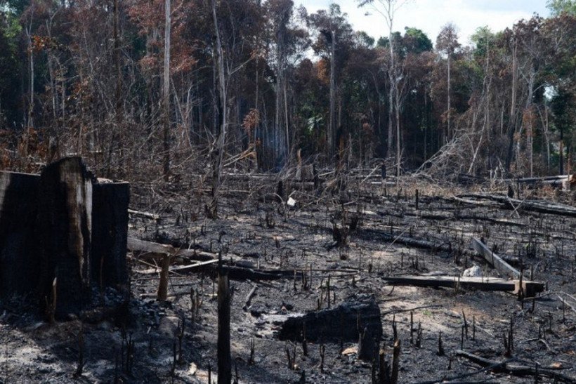 Força tarefa da AGU bloqueia R$ 570 milhões de desmatadores da Amazônia