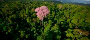 Incêndio atinge Floresta Nacional de Carajás em Parauapebas