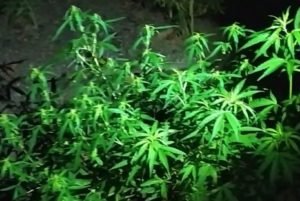 PM apreende 2 mil pés de maconha no sudeste do Pará