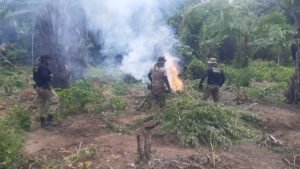 Operação da PF destrói 21 toneladas de maconha no Pará