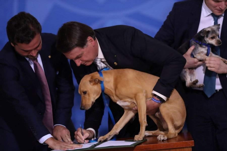 Jair Bolsonaro sanciona lei que proíbe o sacrifício de cães e gatos por órgãos públicos