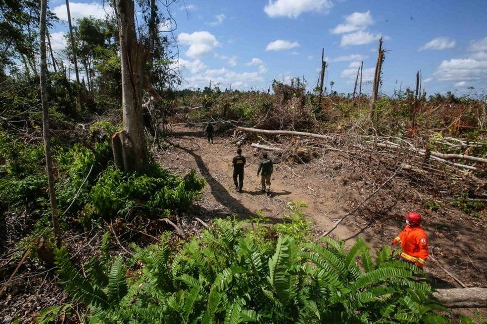 Operação ‘Amazônia Viva’ embarga no Pará mais de 270 mil hectares onde desmatamento ilegal era praticado