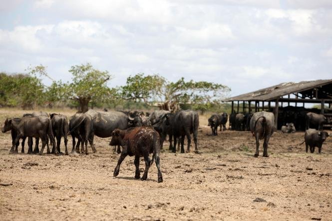 Adepará faz alerta sobre prazo final para vacinação de gados contra febre aftosa