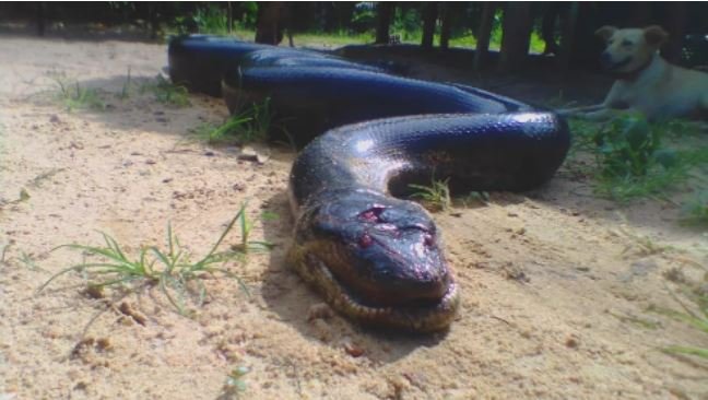 Sucuri de cerca de 8 metros assusta moradores de Tracuateua e é morta pela população