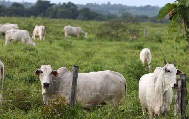 Lucro na Pecuária: Pará já exportou 30 mil cabeças de gado neste ano