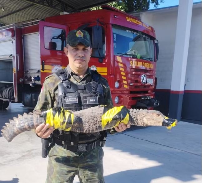 Jacaré é avistado em avenida no centro de Belém